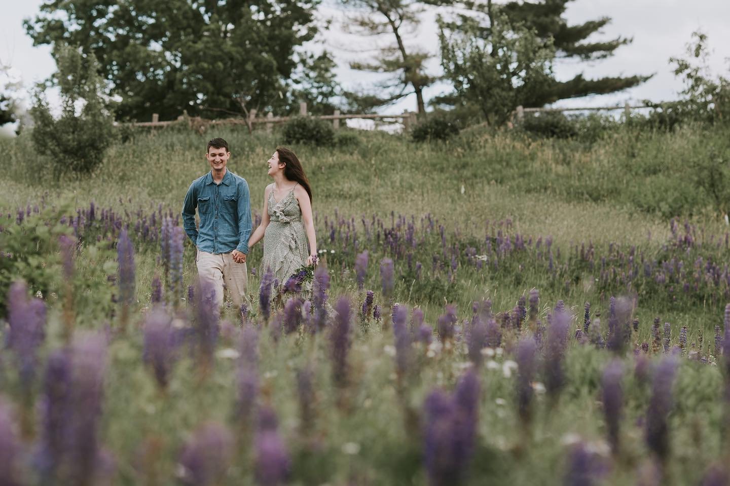 Anyone want to do a little session in the lupines this year? #maine #maineengagement #mainefamilyphotographer