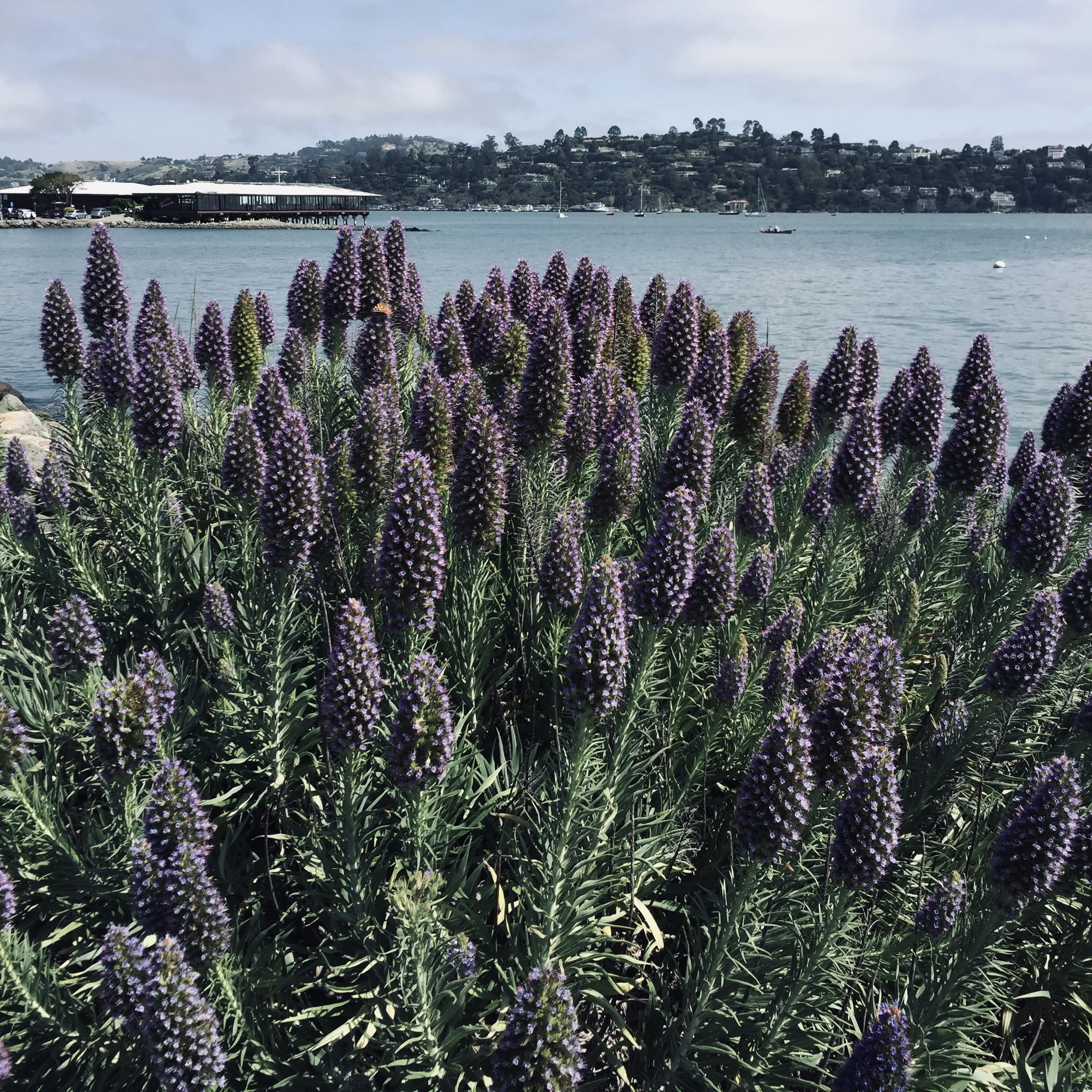 She Celebrates: Holidays of Love