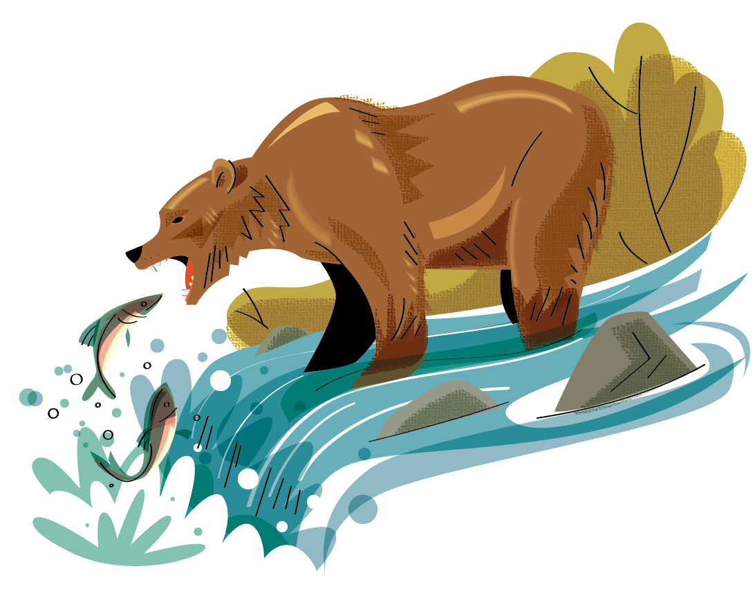 Grizzly bear at Katmai National Park