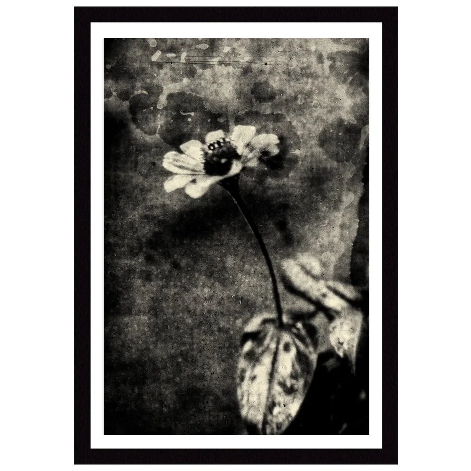 The artistic photography is a reinterpretation of the poem Song of the Flower XXIII by Khalil Gibran.