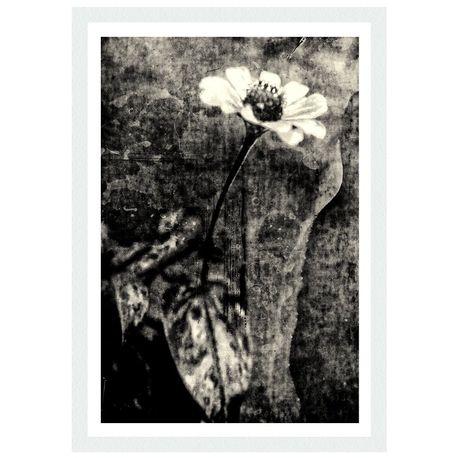 The artistic photography is a reinterpretation of the poem Song of the Flower XXIII by Khalil Gibran.