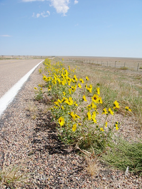 kansassunflowerbicycle.jpg