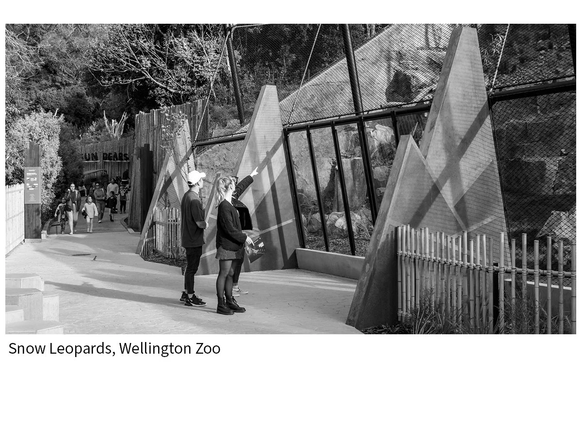 Snow Leopards, Wellington Zoo
