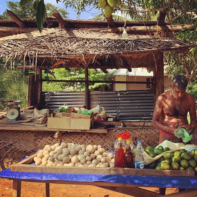 early morning stop at the coconut, mango, woodapple &amp; honey store located directly under the mango tree 🐝