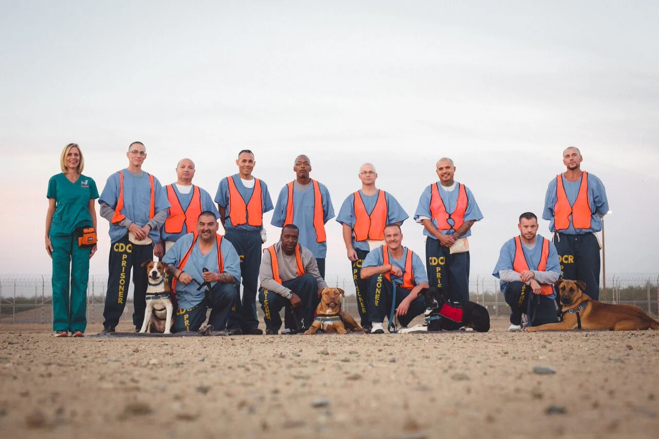 Dogs4Vets-5_preview.jpeg