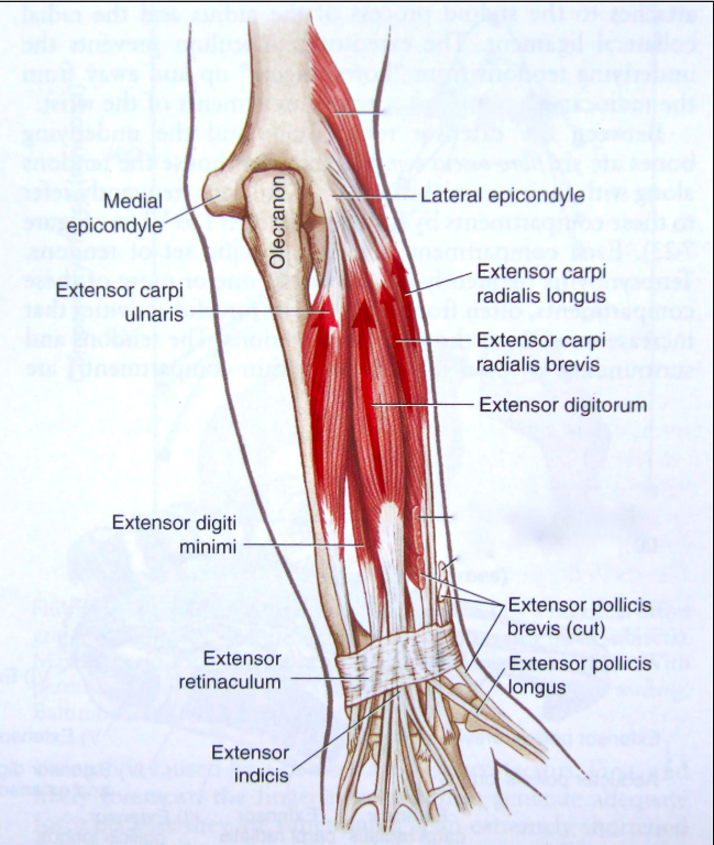 Warrior RX Tucson Physical Therapy