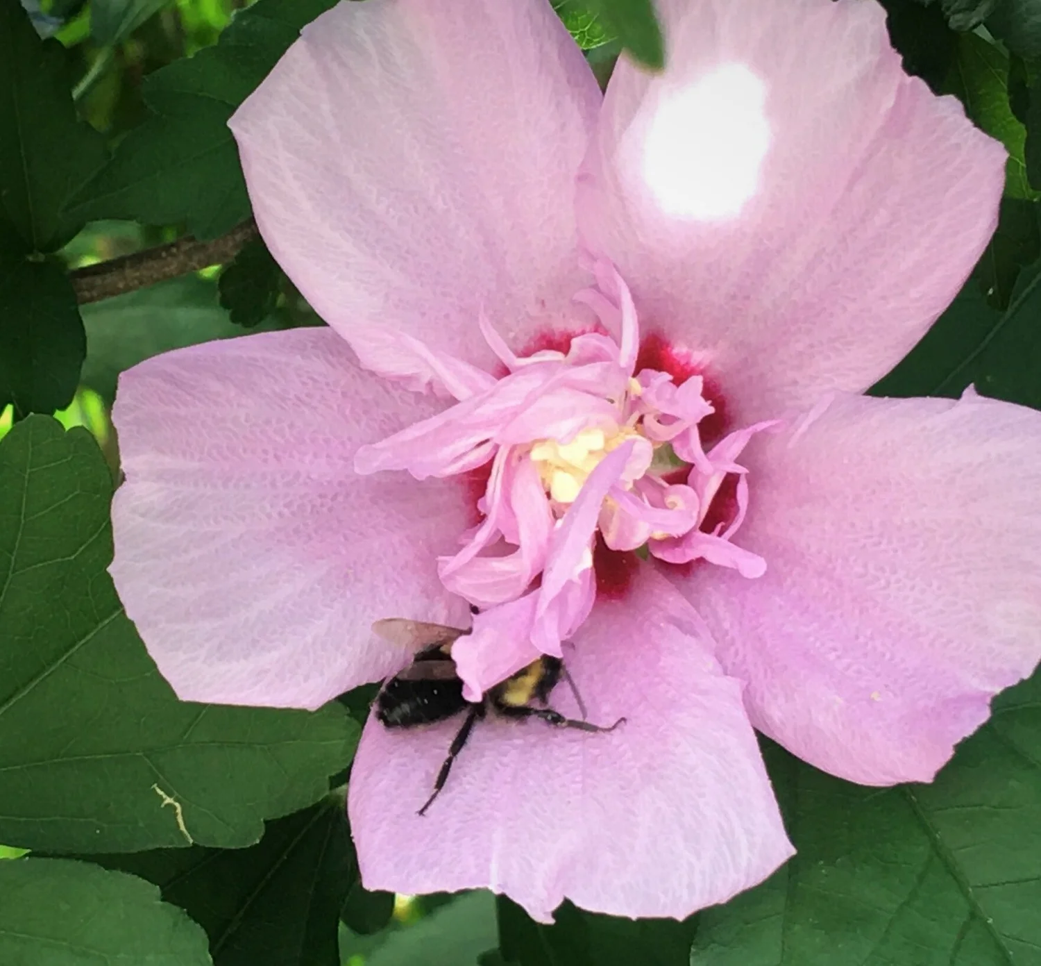 Hibisicus--A Rose by Many Other Names — The Shirley-Eustis House