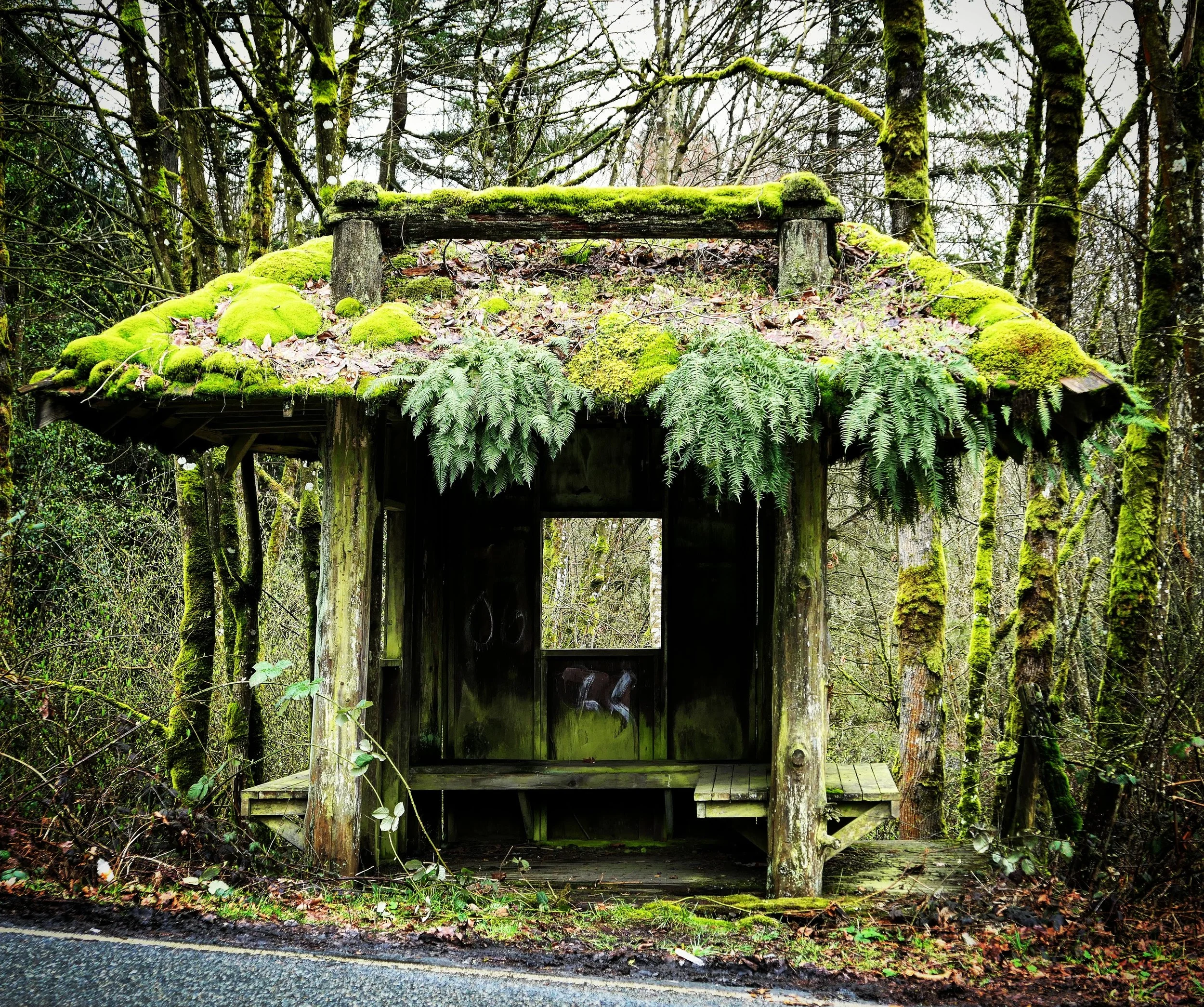 Moss Shack.jpg
