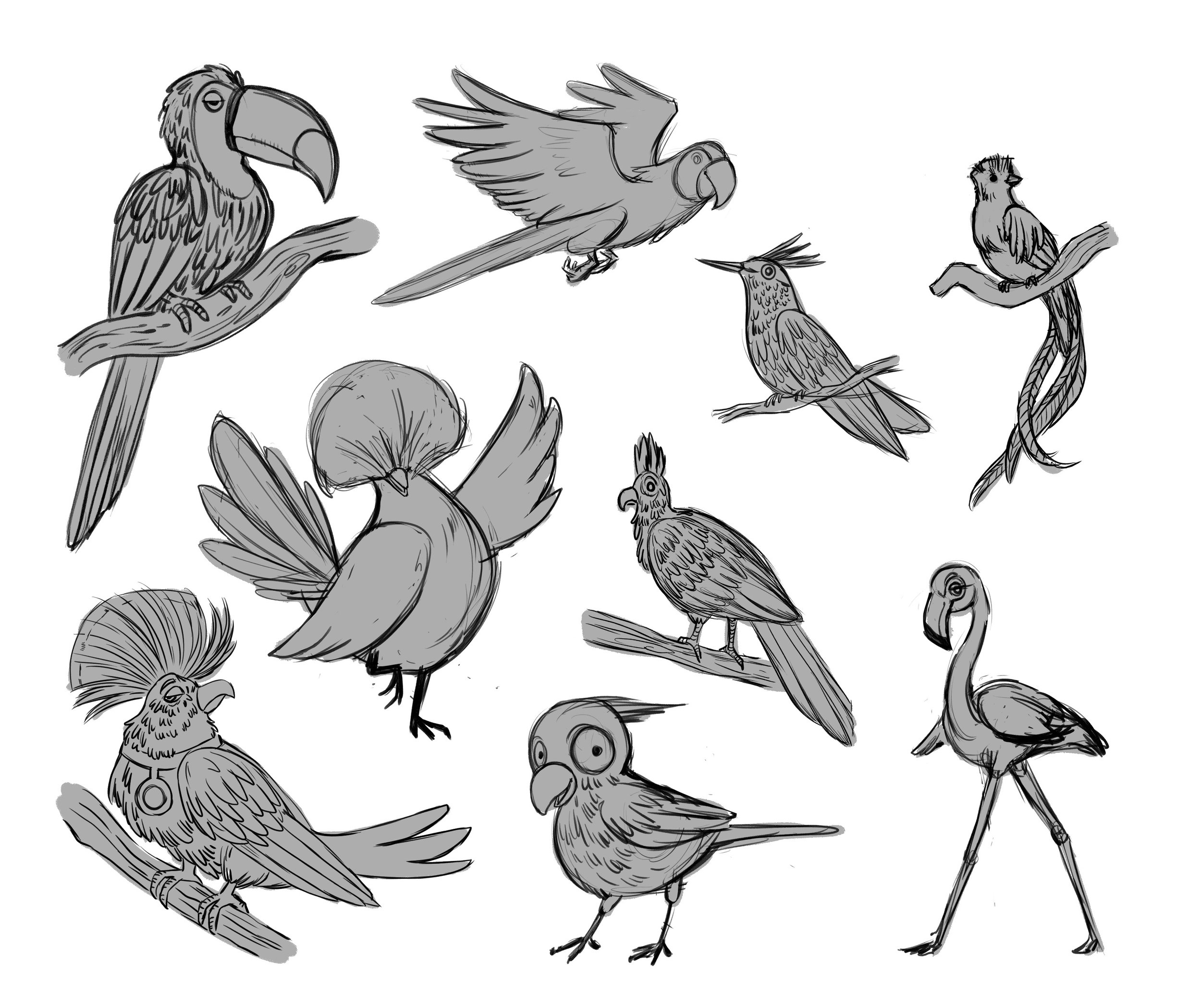 animal studies birds revised.jpg
