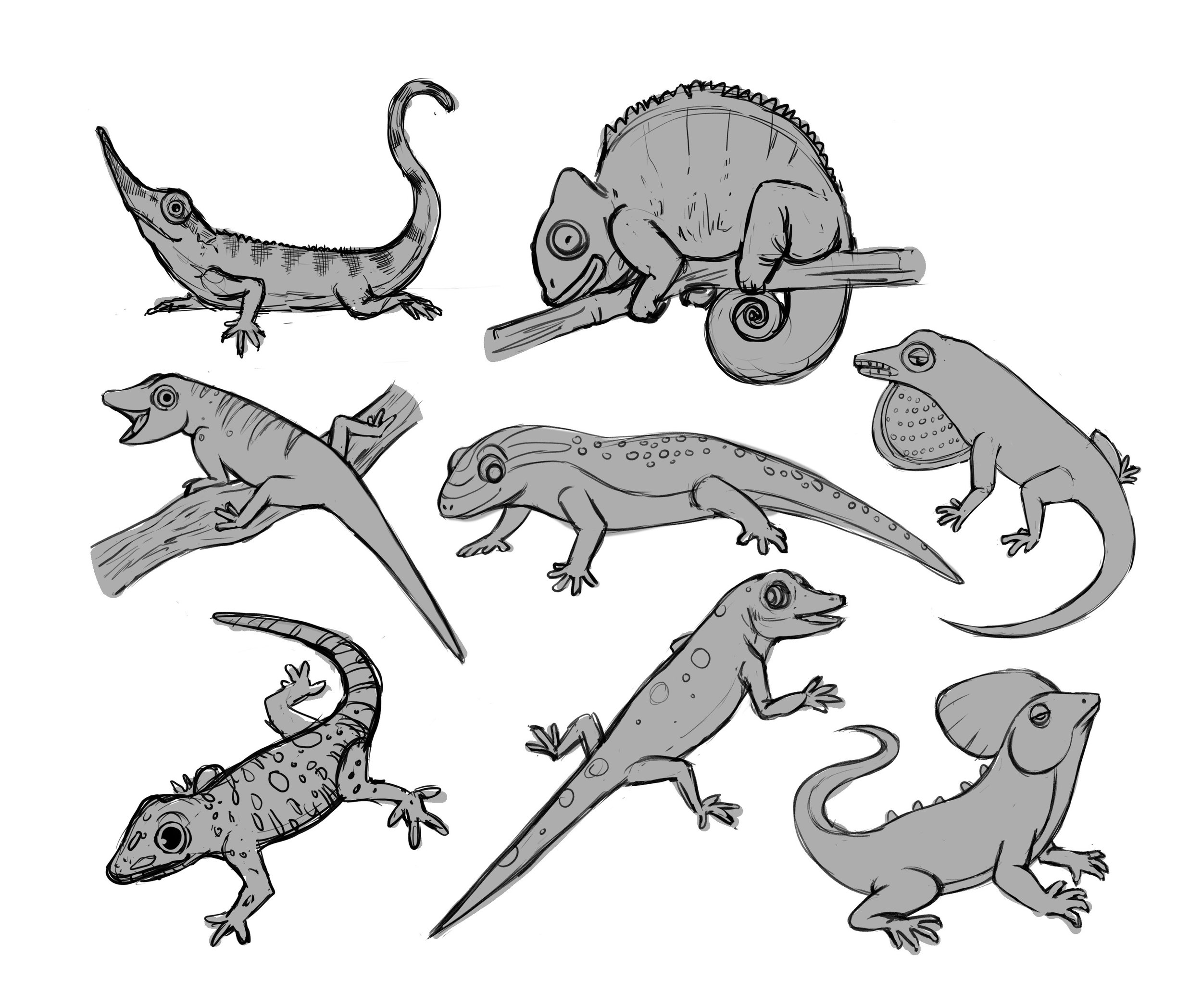 animal studies lizards revised.jpg