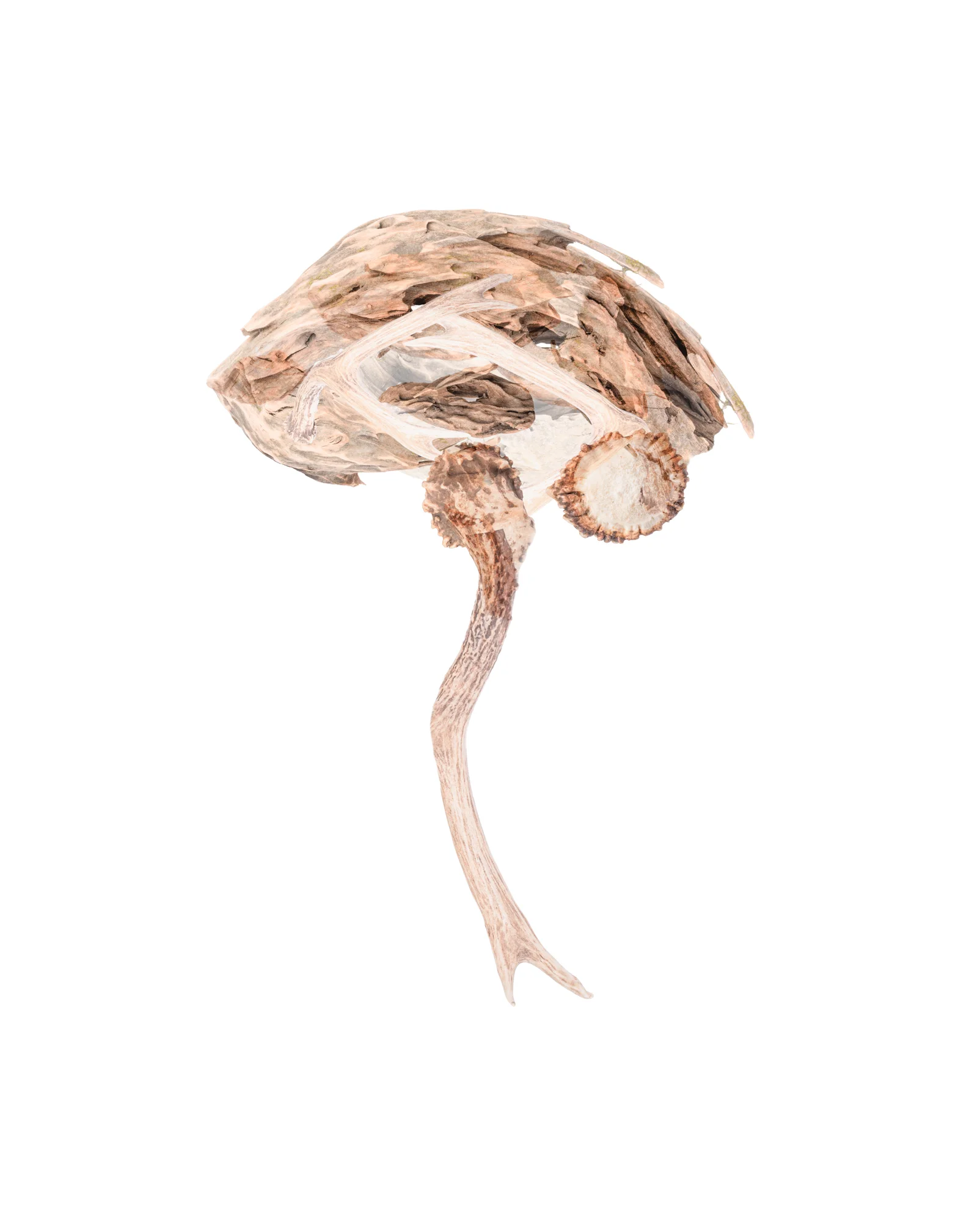 RadinaDroumeva03_Brain.jpg