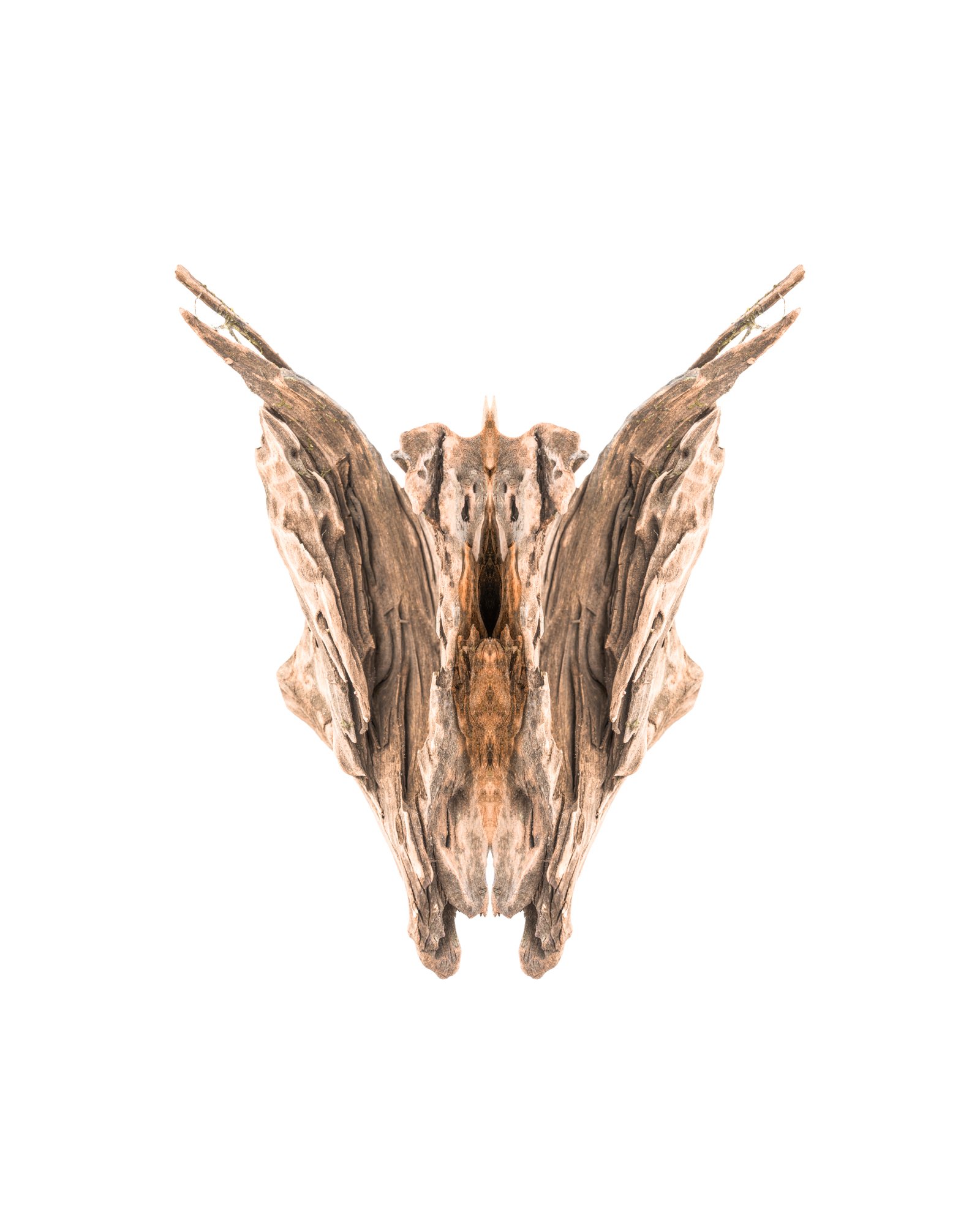 RadinaDroumeva08_Moth.jpg