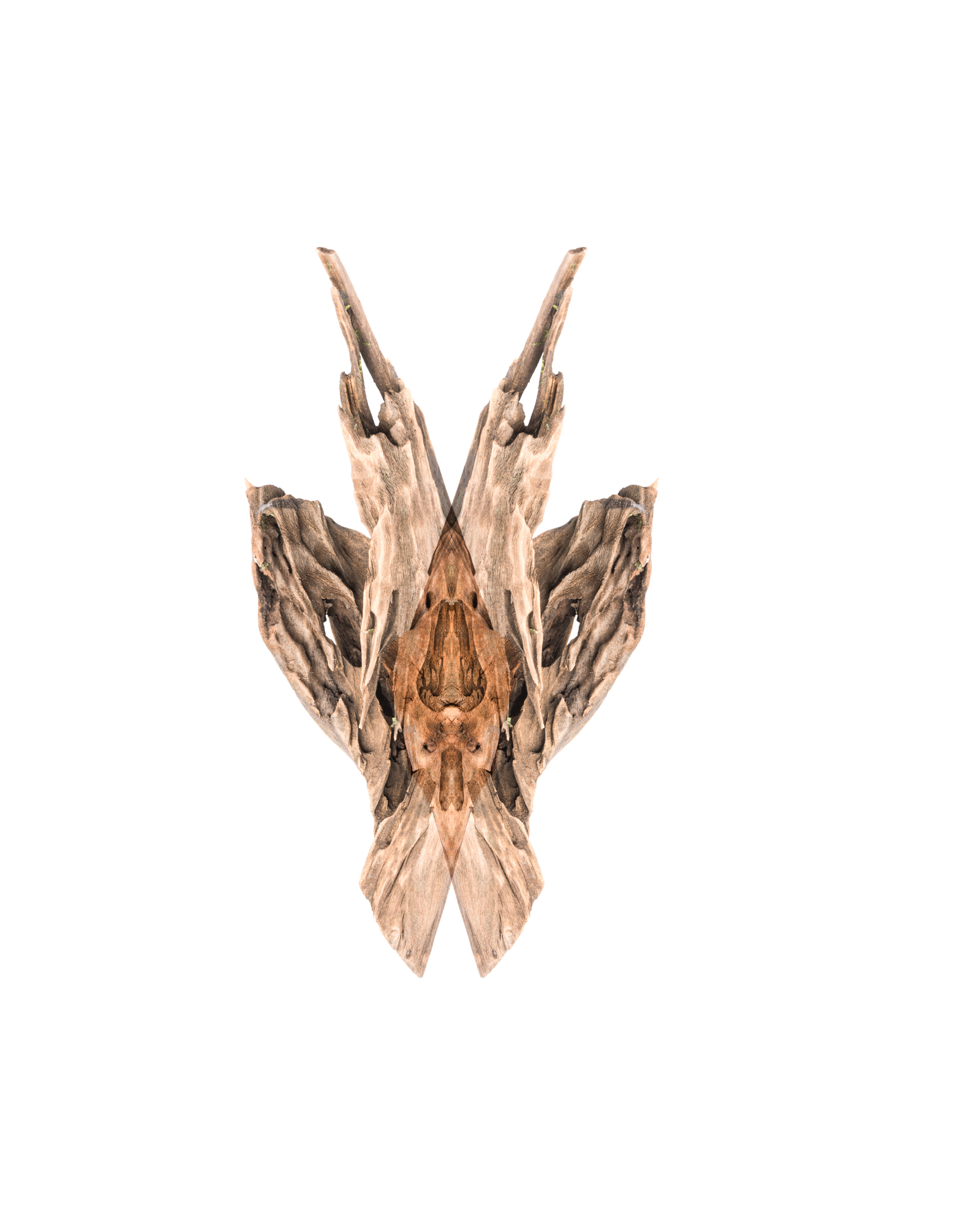 RadinaDroumeva09_Mantis.jpg