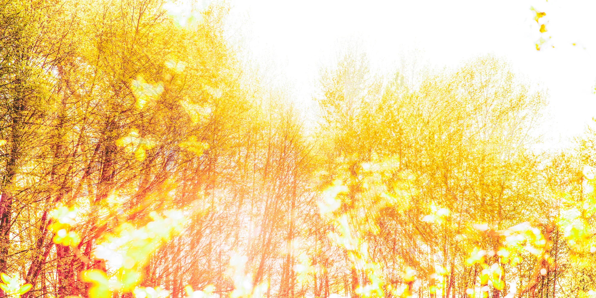 Essencescape-06.jpg