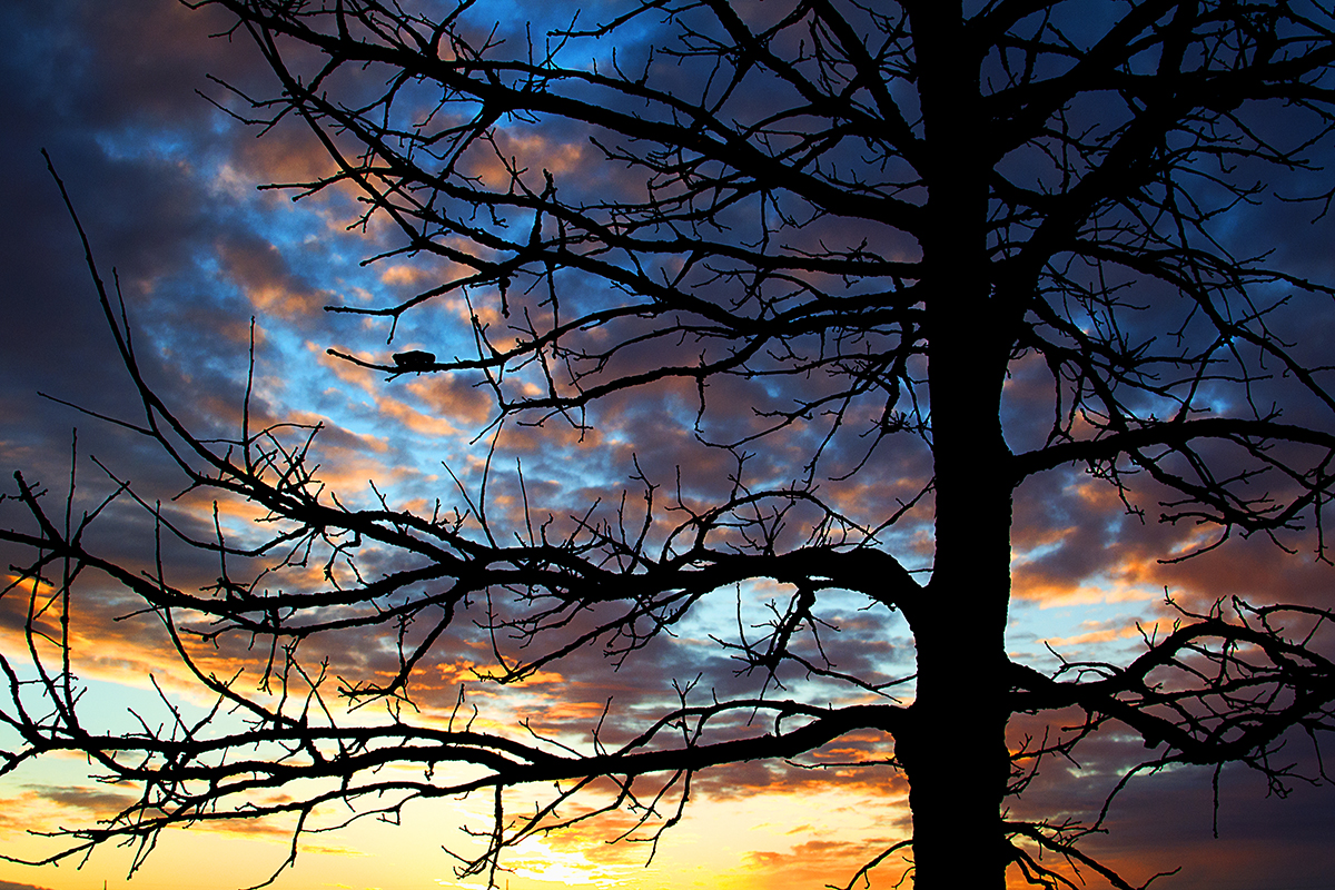Tree.jpg