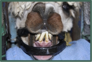 Incisors Before Trimming