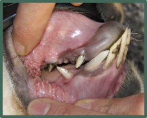 Fighting Teeth Before Trimming