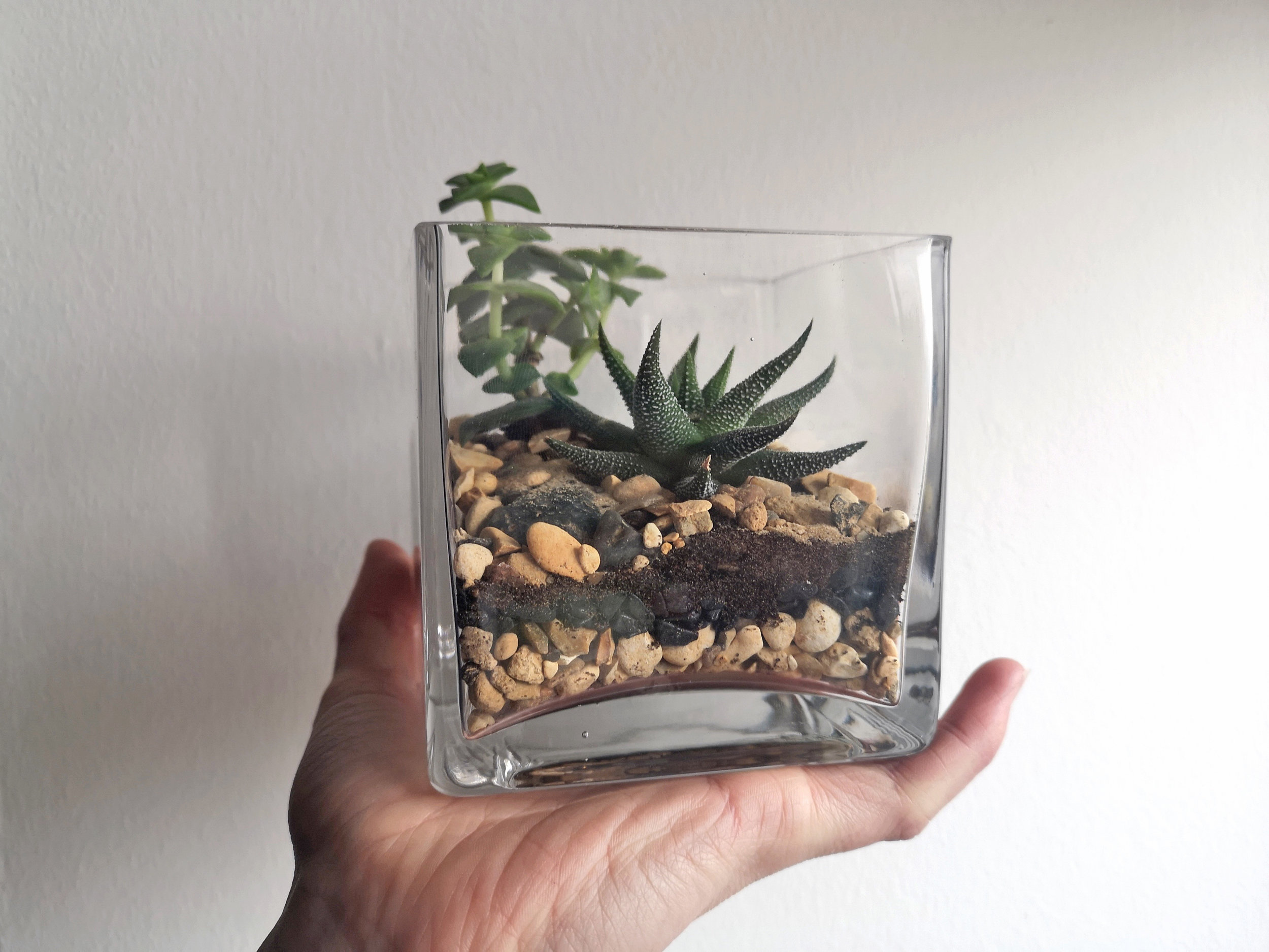 Cube Terrarium.jpg
