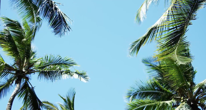 Palms_Newsletter.png