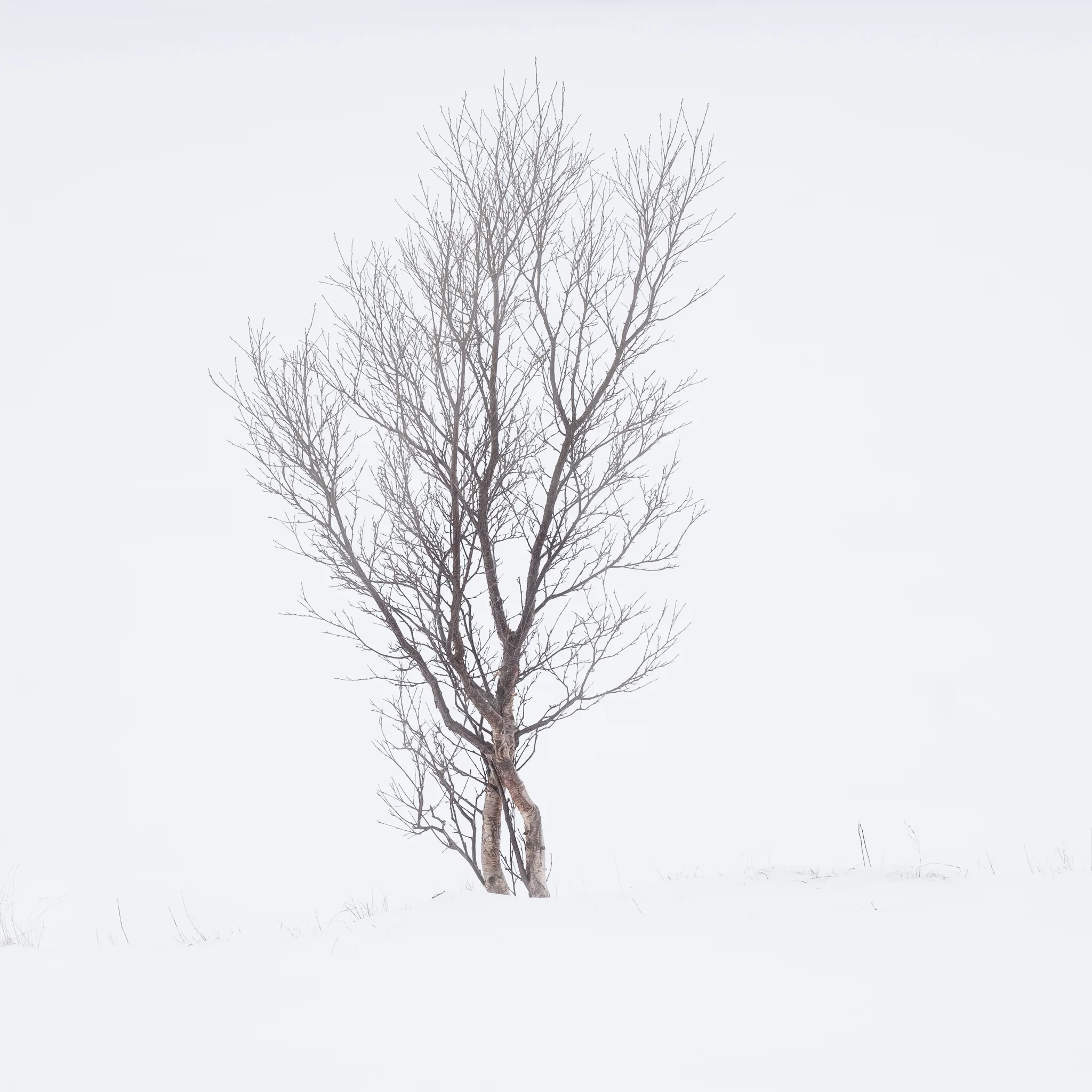 Birch tree, Vareid, Lofoten, Norway, 2016