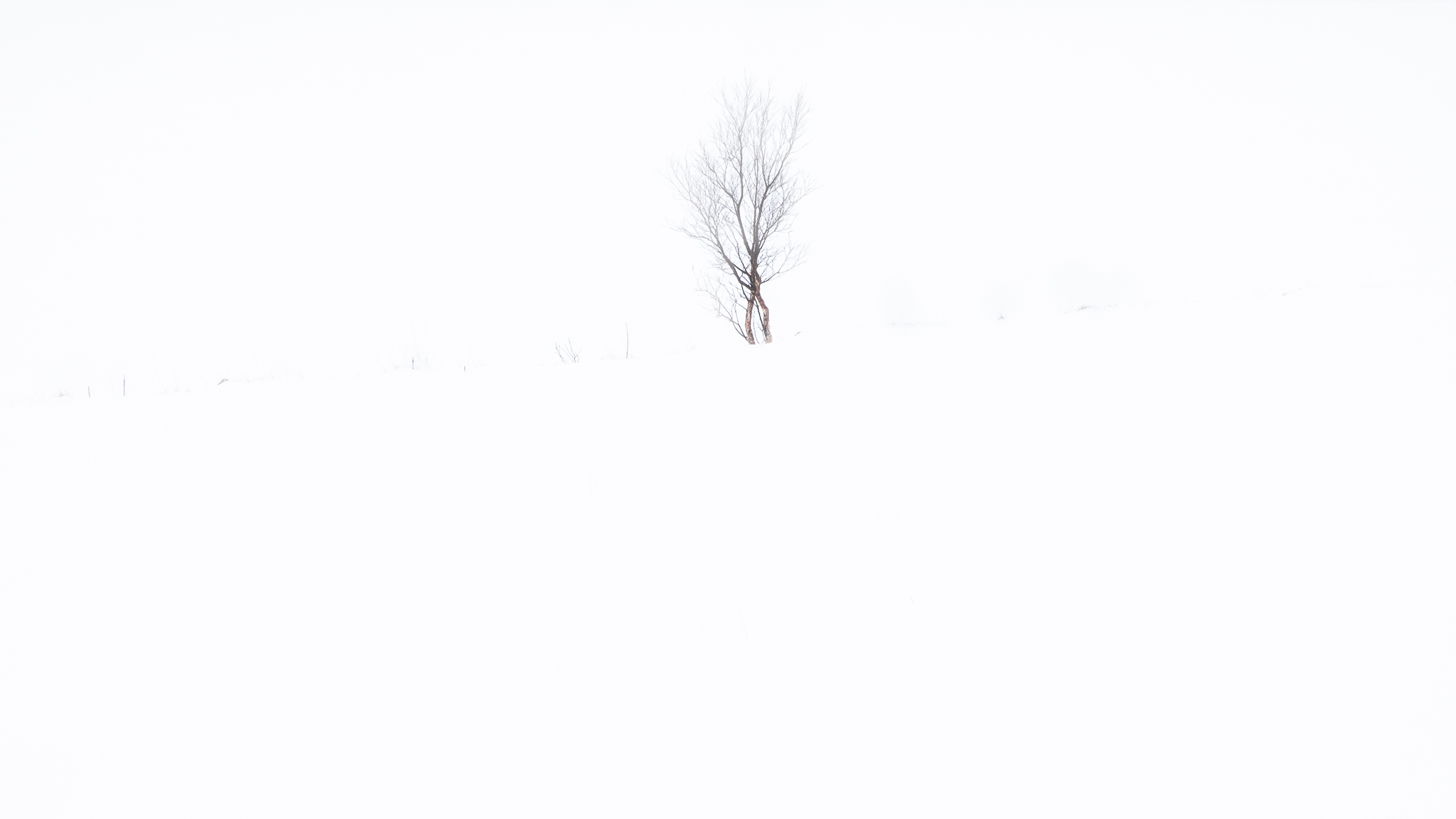 Birch tree- Johannes Bosgra insta.jpg