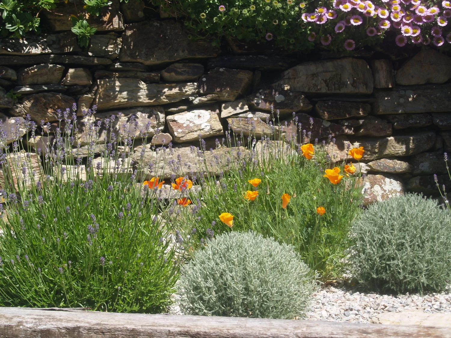 Drought Tolerant Planting 