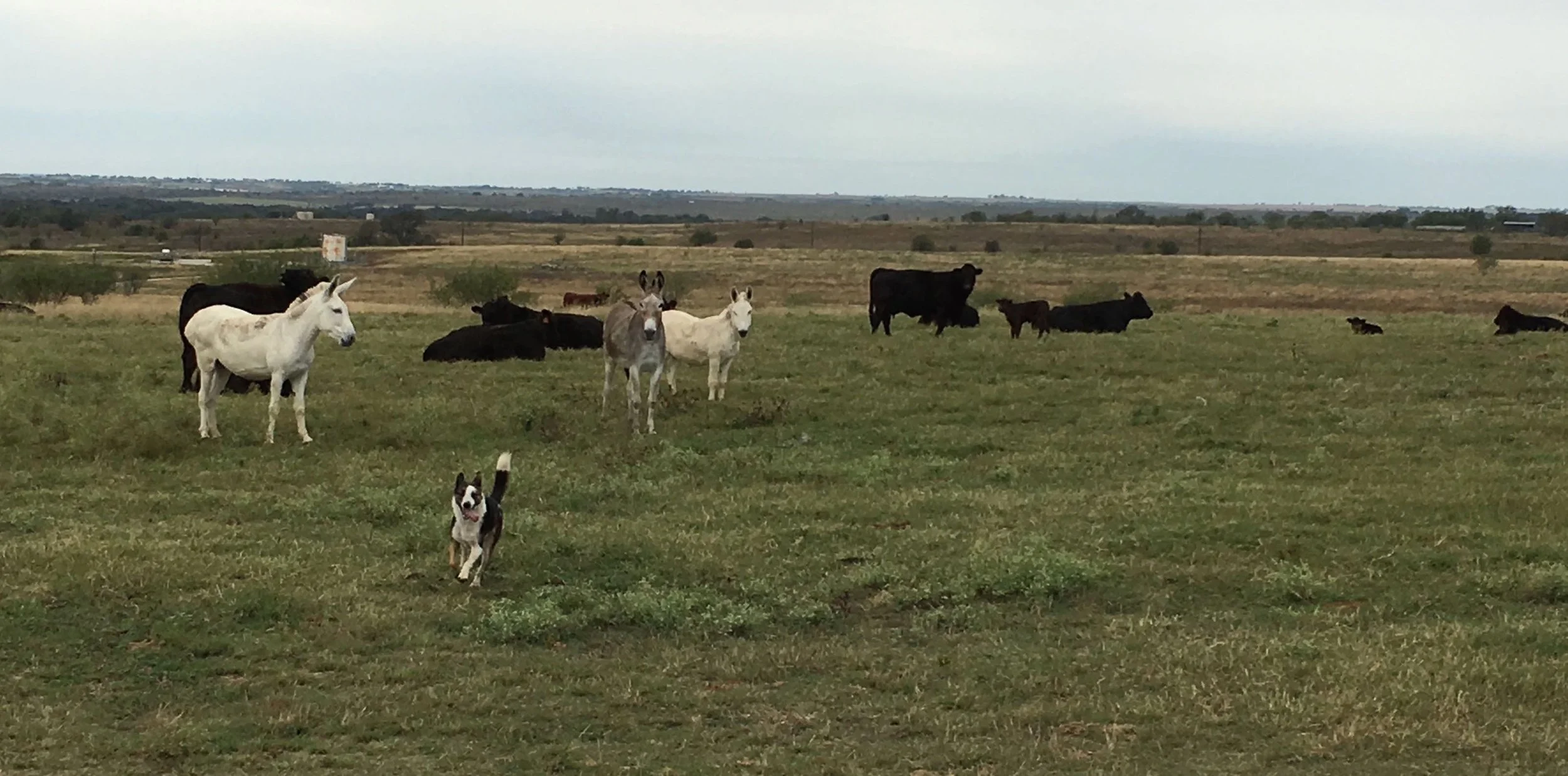 DBar Farm and Ranch