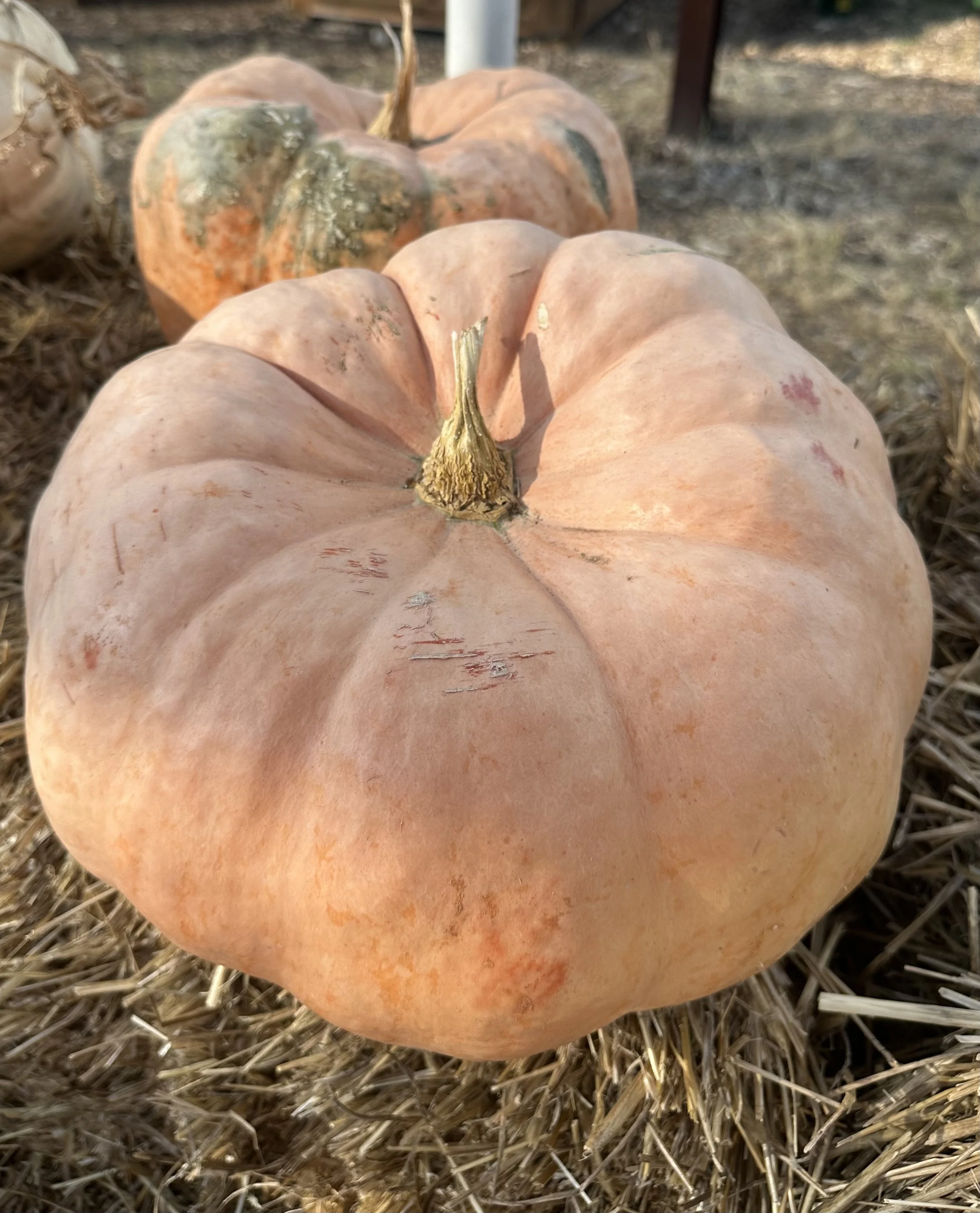 Porcelain Doll Pumpkin