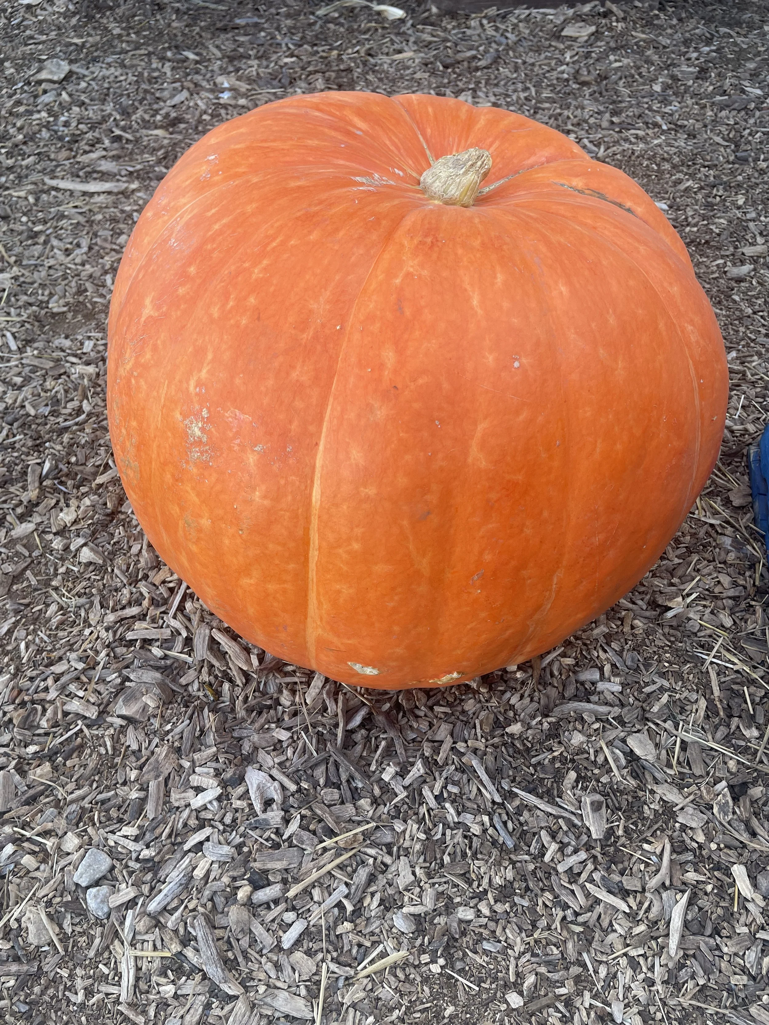 Prize Winner Pumpkin