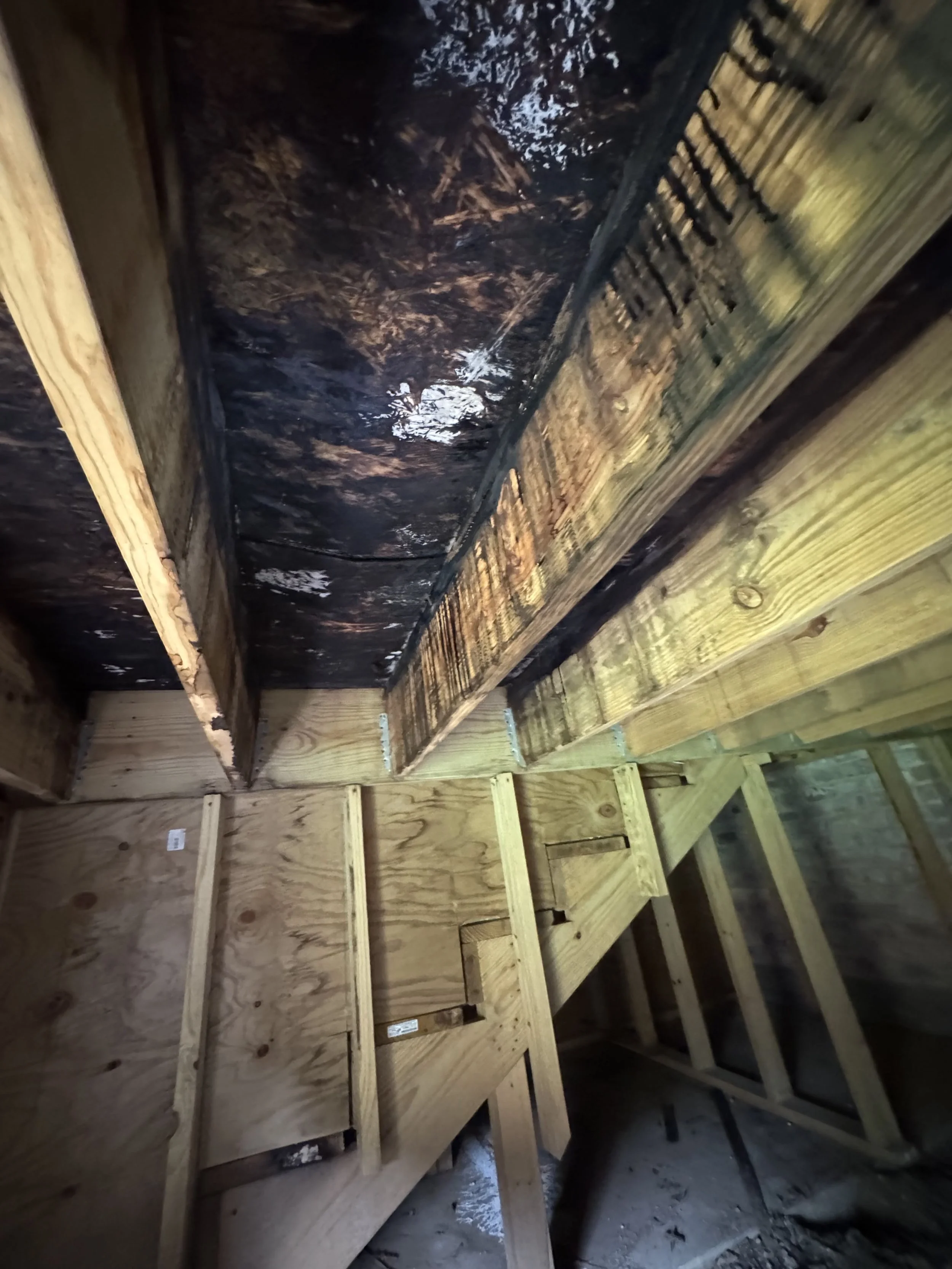 We entered the crawlspace and discovered black mold