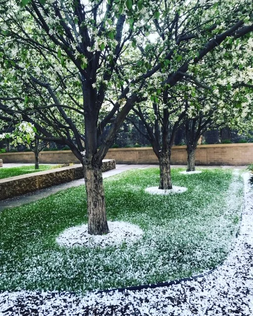 spring blossoms.jpg