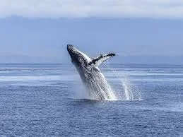 One of the reasons humpback whales breach is to remove parasites. I love this idea- this huge being spirals and hurdles to the surface in a display of energy and effort to burst forth, to feel the sunshine for a moment, and to rid herself of parasites weighing her down.