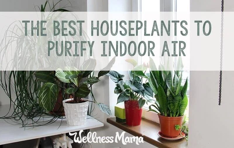 The-best-houseplants-to-purify-indoor-air.jpg