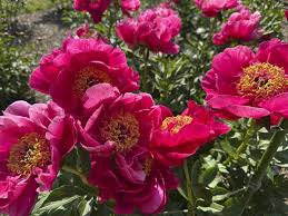 Dead Peonies, Deader Journalism
