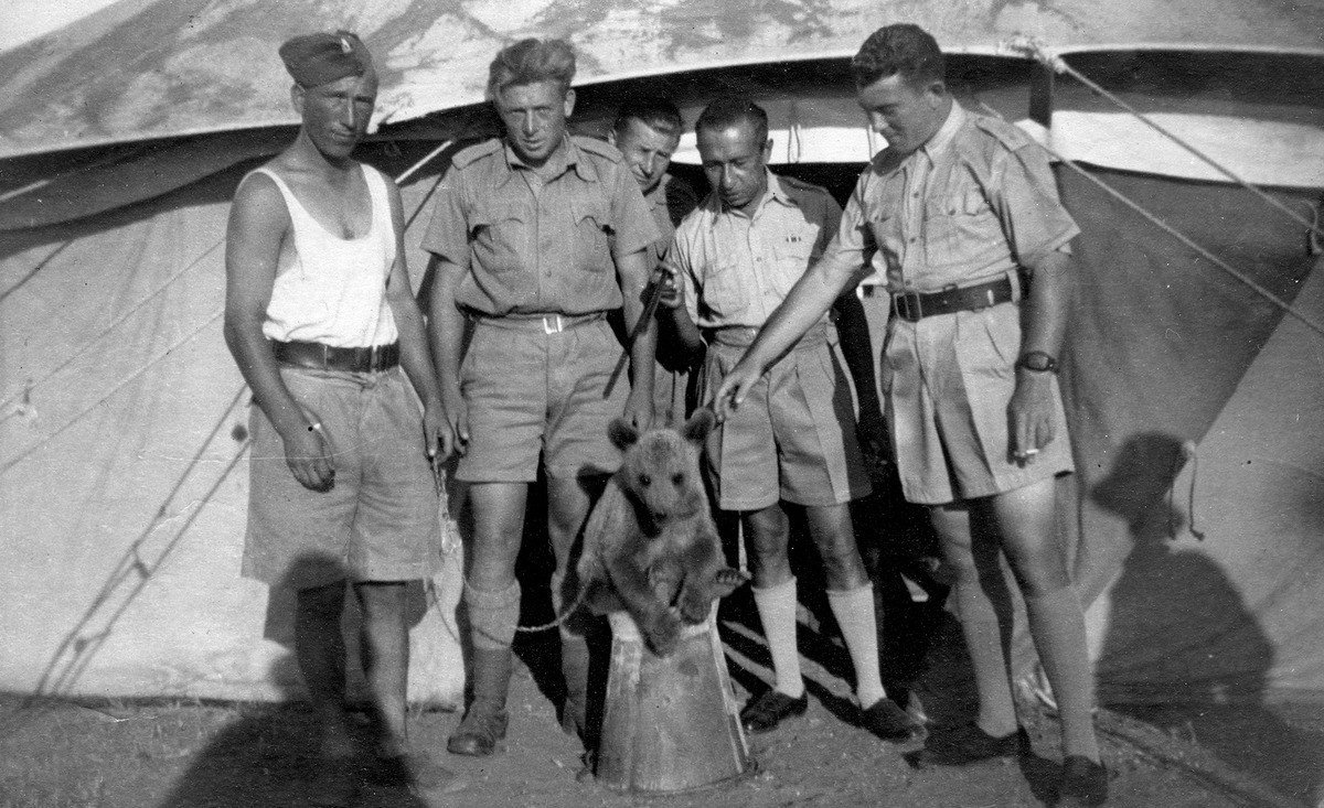 Repost: polish history_ “Wojtek – A Bear Who Became A Soldier”