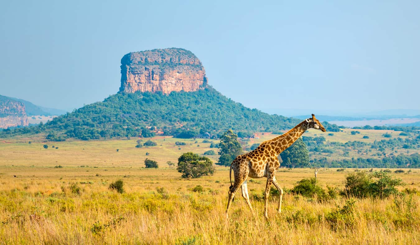 Repost: Yolandie Horak, “South Africanisms”