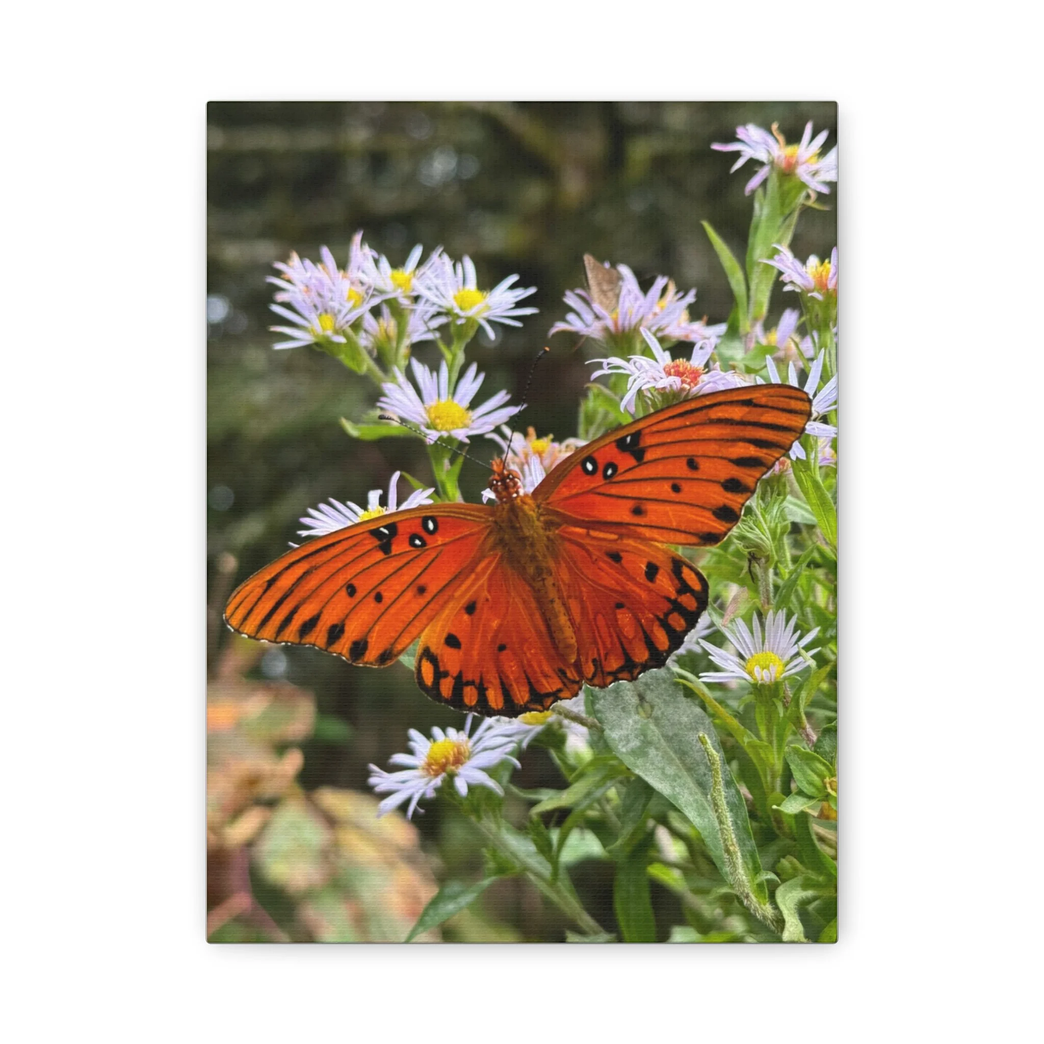 b97f6c512fd1ba73f675cde9a5e2ecba