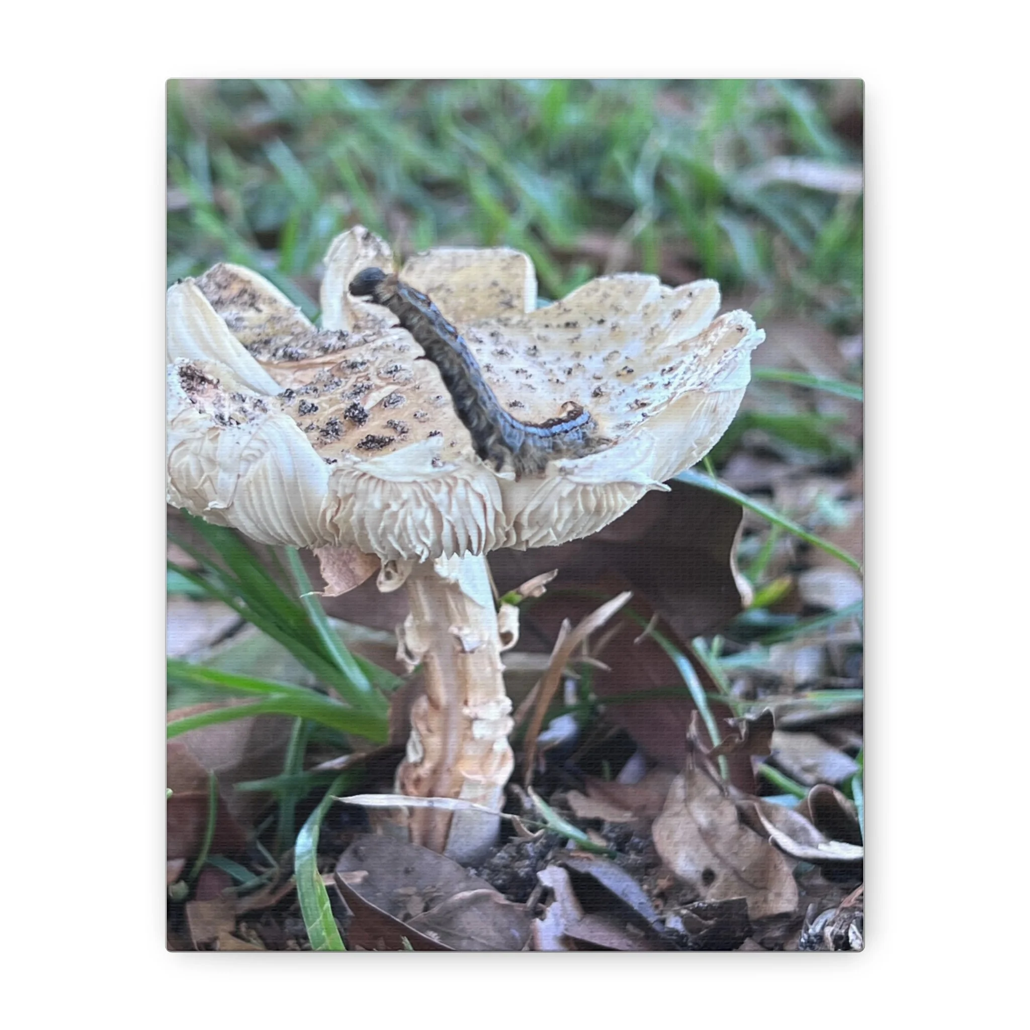 a2cff2cd66eb950124db53d50c184afc