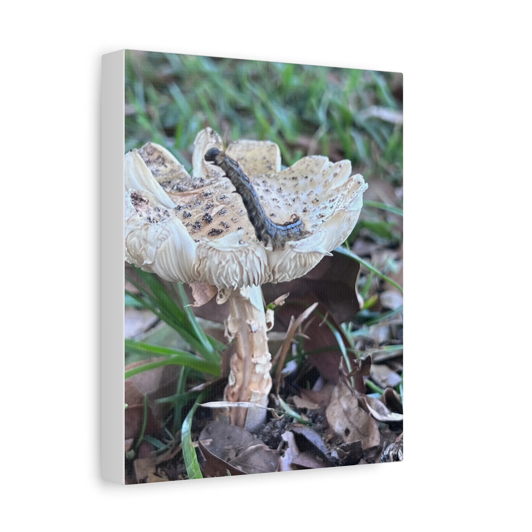 7bc964de4b4dca47eaaf8f3c099d6bd7