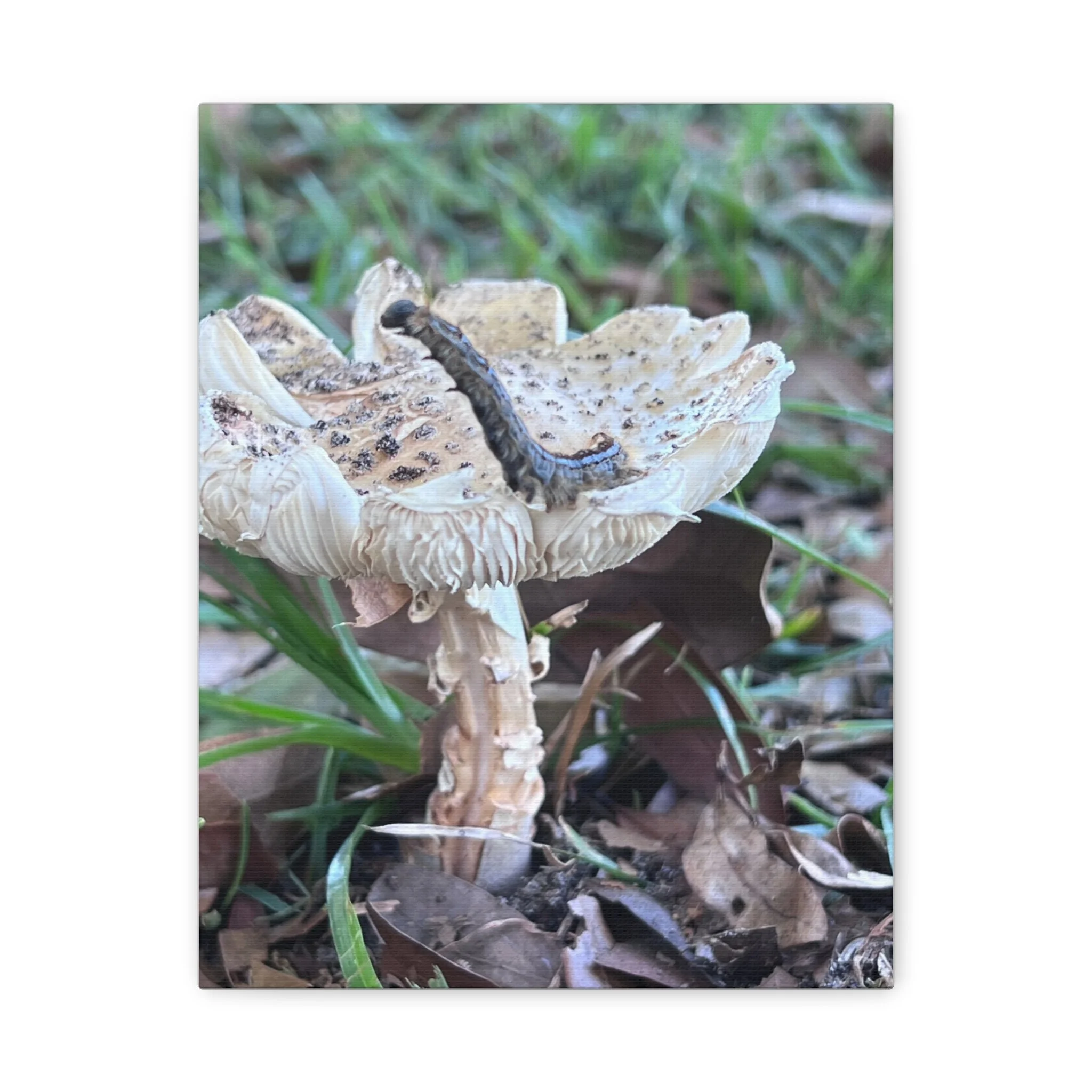 203f07dc46d4ce477c8733ec5cad91e0