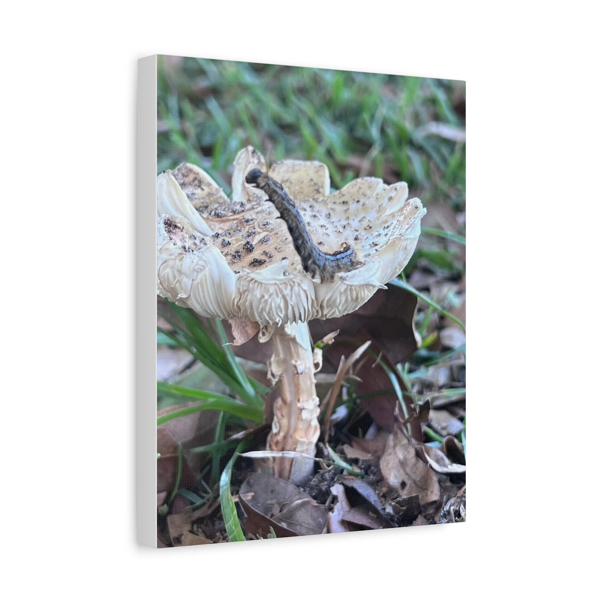 22c61821e1a8d93c36a4aff5f6ed5d88