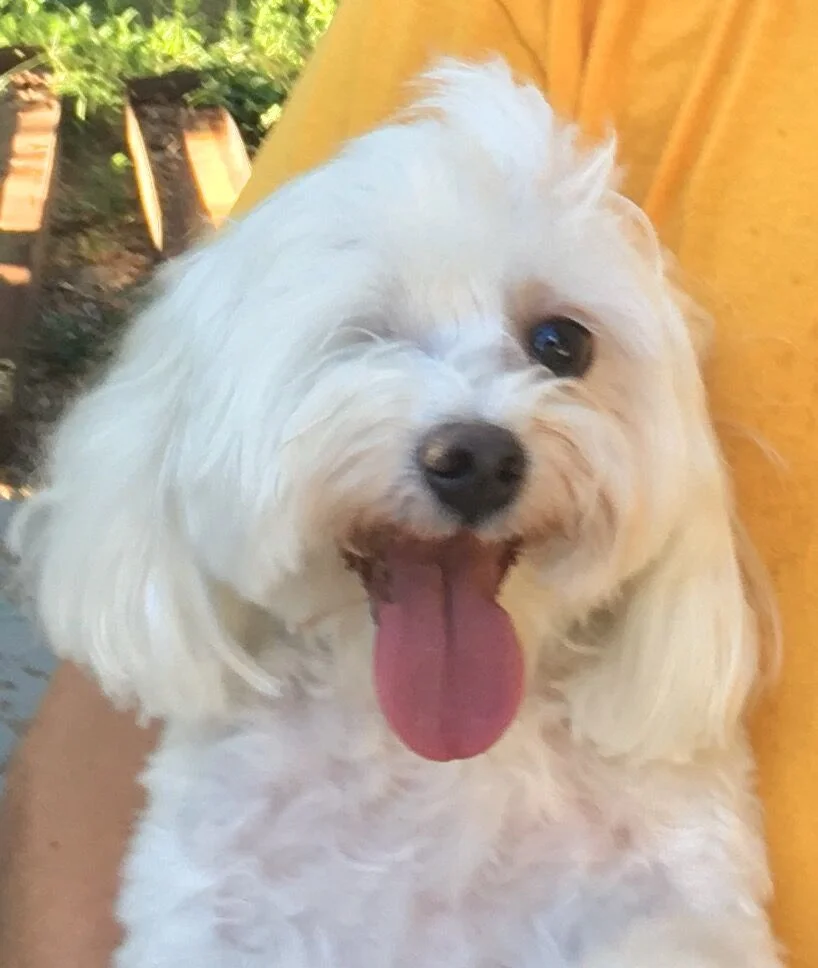 pup2.jpeg