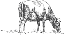 cow.png