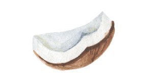 Coconut_02.jpg