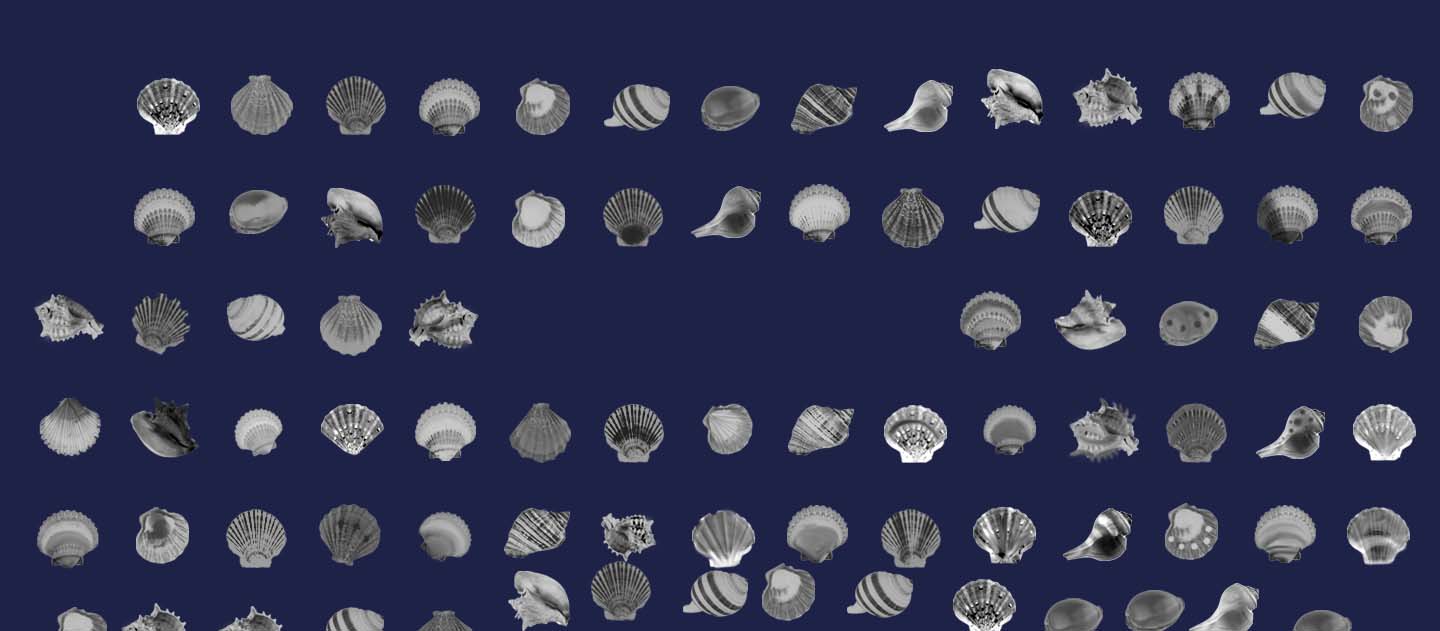 seashell_banner_shaded_v6.jpg