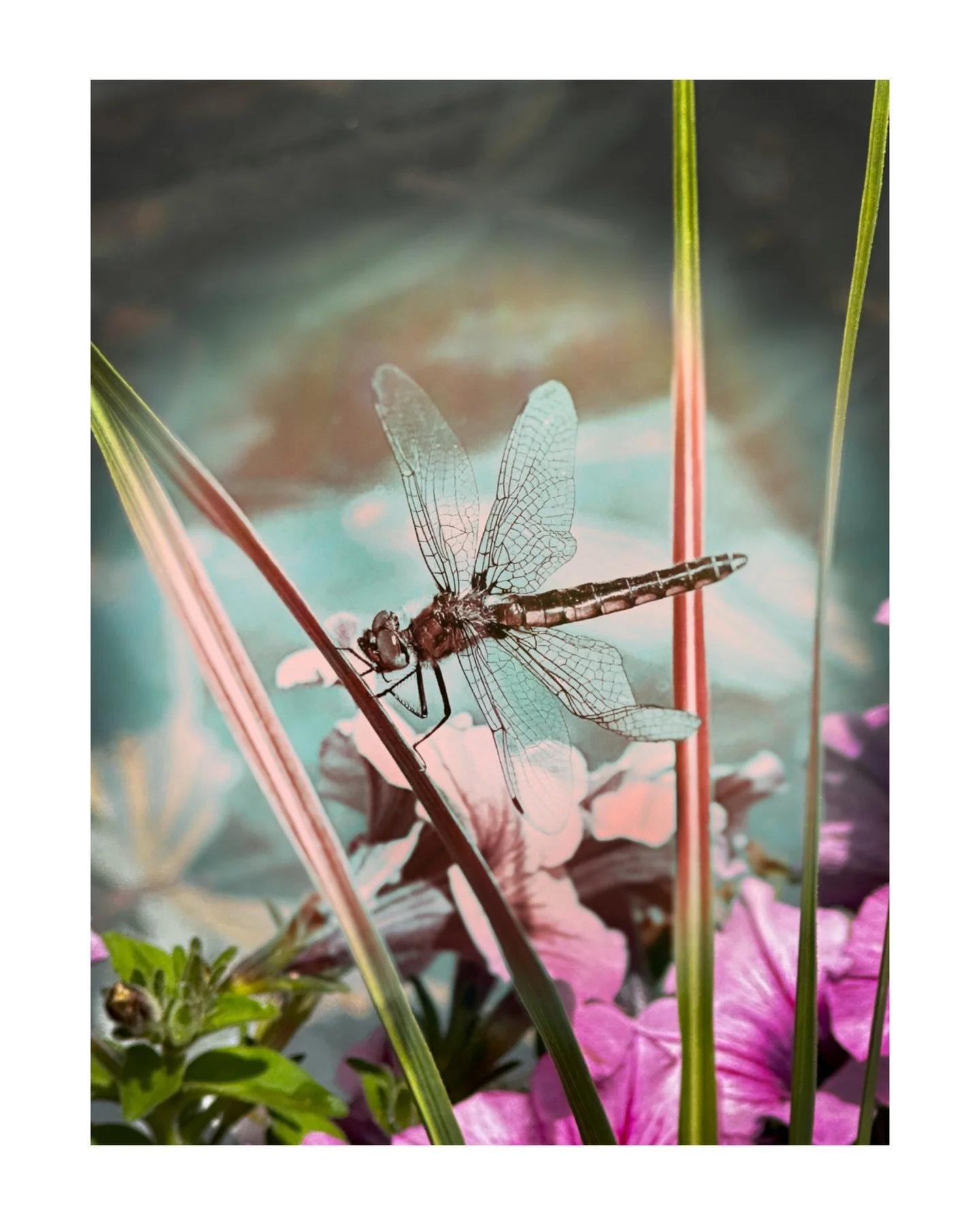 Dragonfly, Mebane. NC