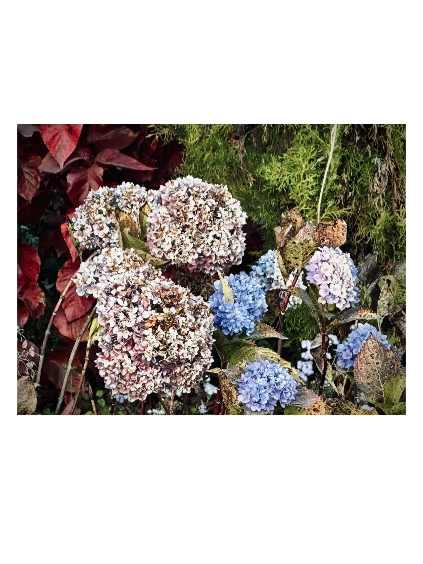 Today in Nepal&hellip; 

Hydrangea etc.
Land from a distance 
Fishtail Mt
Silhouette of poinsettias