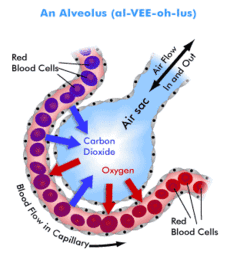 Source: https://yr8science2011.wikispaces.com/arefeh