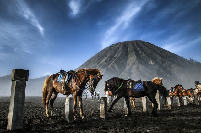Photograph: K. Usayed