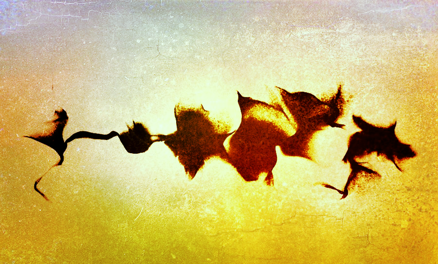 photomania-132bb26ce0a26248462b3eba0db19f98.jpg